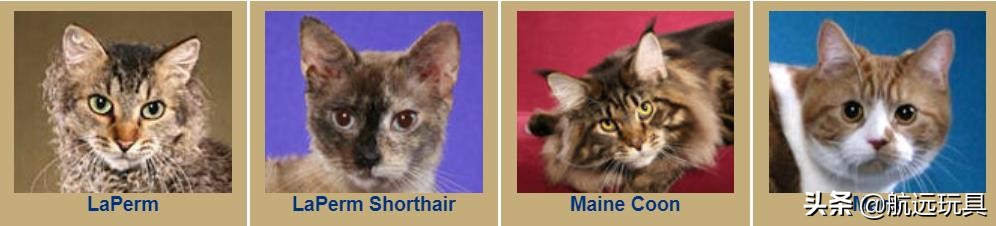 国际权威机构对猫咪的最全分类,猫咪分类大全