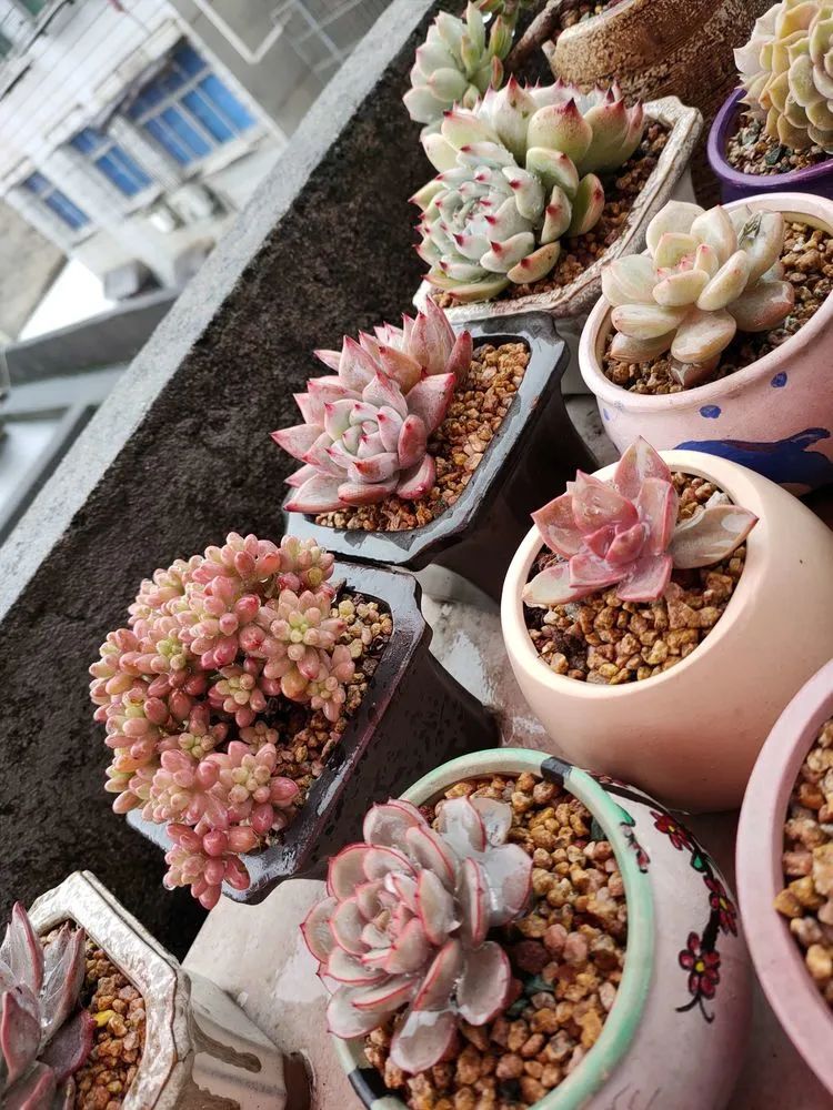疫情期间在家欣赏多肉,疫情期间被多肉治愈