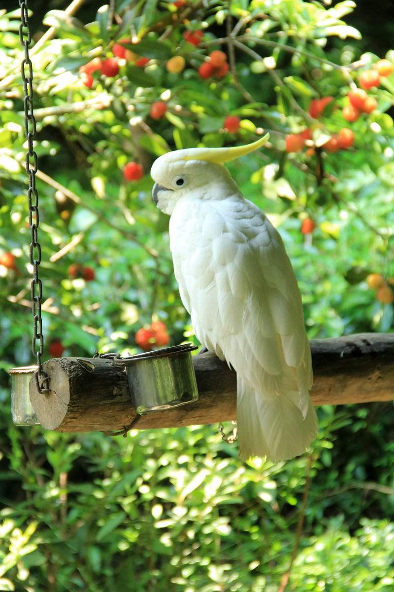 鸟怎么养不会咬人,鸟怎么养才是正确的方法