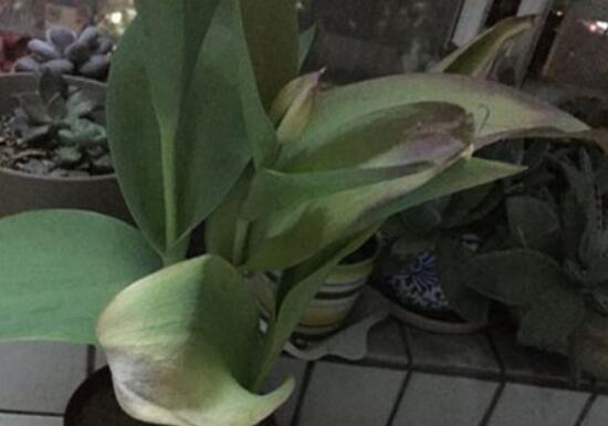 刚买的郁金香叶子发黄怎么恢复,郁金香叶子发黄怎么回事水培