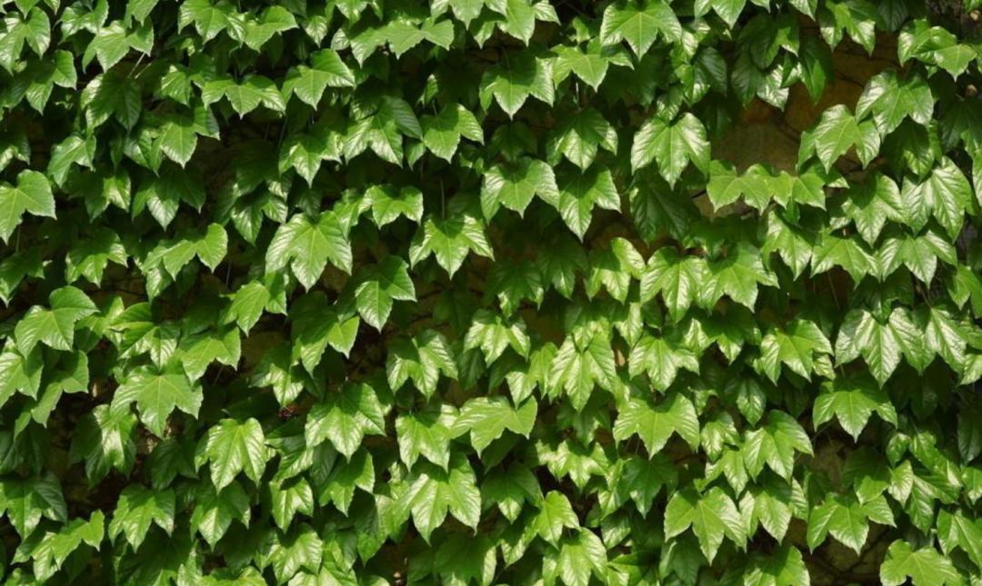 为什么城市高架桥下都要种爬山虎,我国高架桥为什么种爬山虎