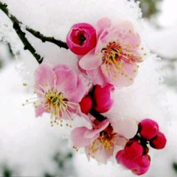 有你即心安的图片,有你即心安