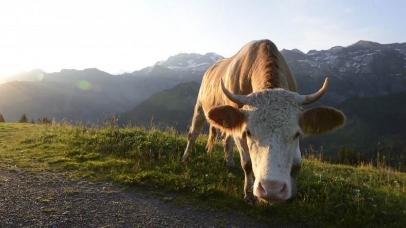 奶酪控必吃甜品,盘点你没吃过的奶酪