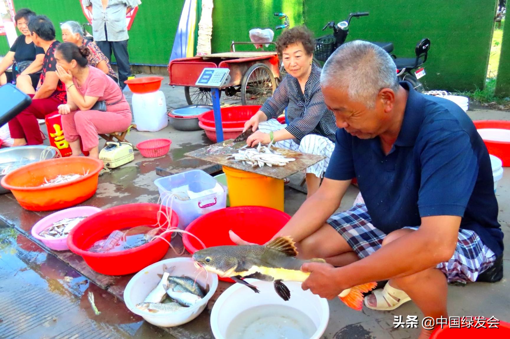 红尾鲶在亚马逊河的地位,亚马逊入侵物种