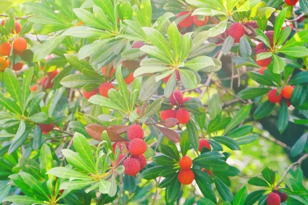 红了!红了!开采啦