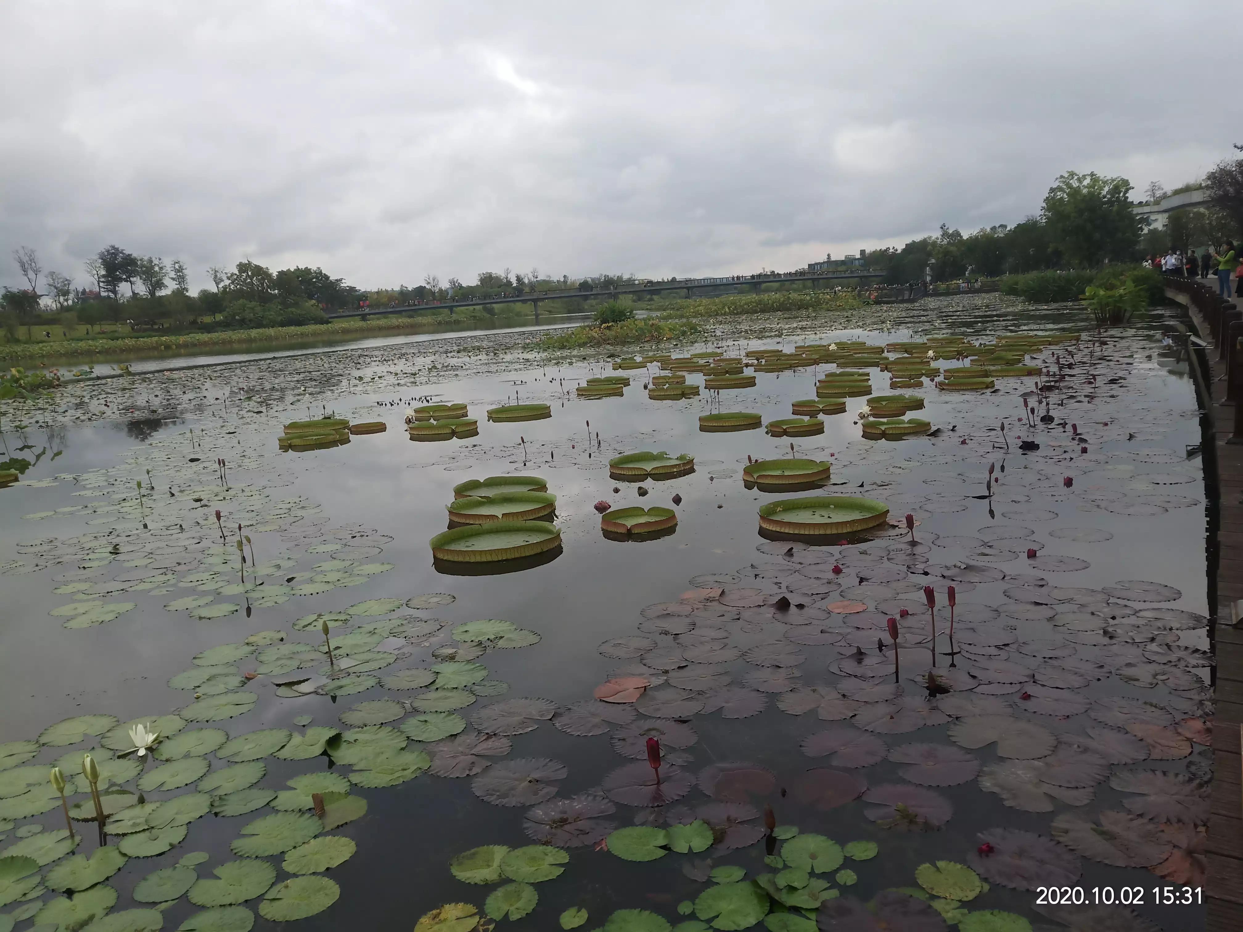 一朵荷花清新唯美,获奖唯美荷花