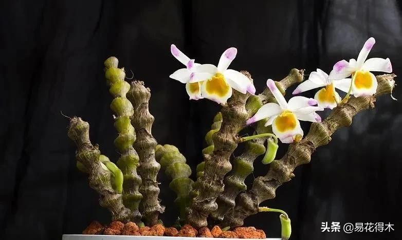 叠鞘石斛与铁皮石斛的区别,肿节石斛和大苞鞘石斛的不同