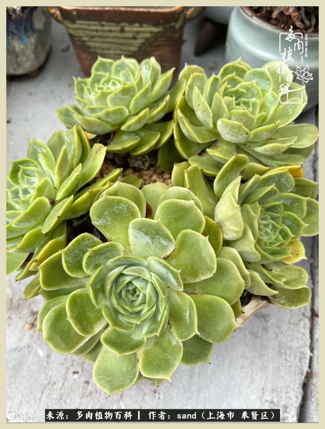 多肉垂落下去该怎么办,多肉在三伏天怎么度夏