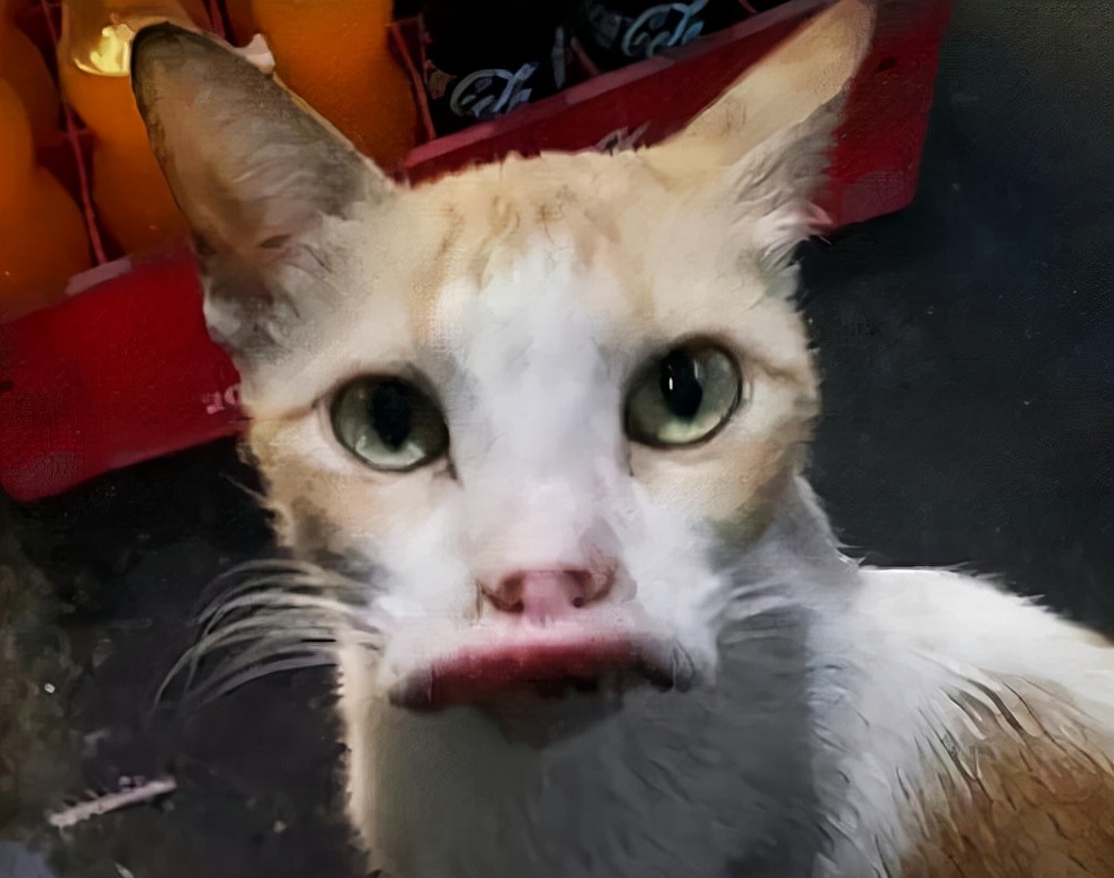 猫咪被蜜蜂蛰搞笑,猫咪嘴巴被蜜蜂蛰了怎么处理