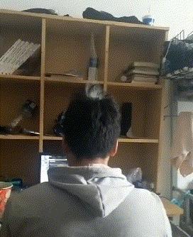 老虎：这是我准备养大吃的，你来凑什么热闹