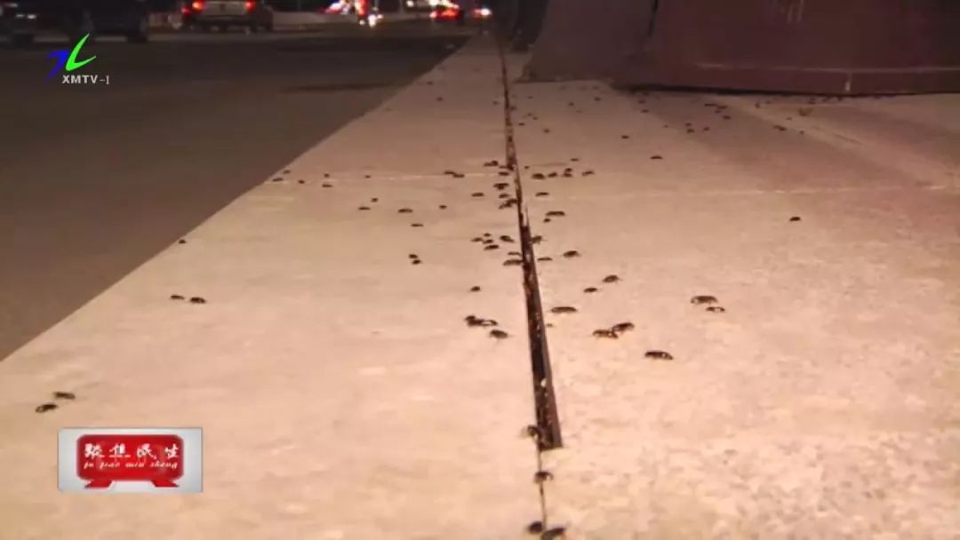 密密麻麻的黑色虫怎么办,家里出现大量黑色小甲虫会飞