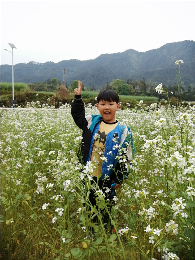 陌上花开,彩蝶翻飞,蜜蜂采蜜,这是一阙美丽的《蝶恋花》