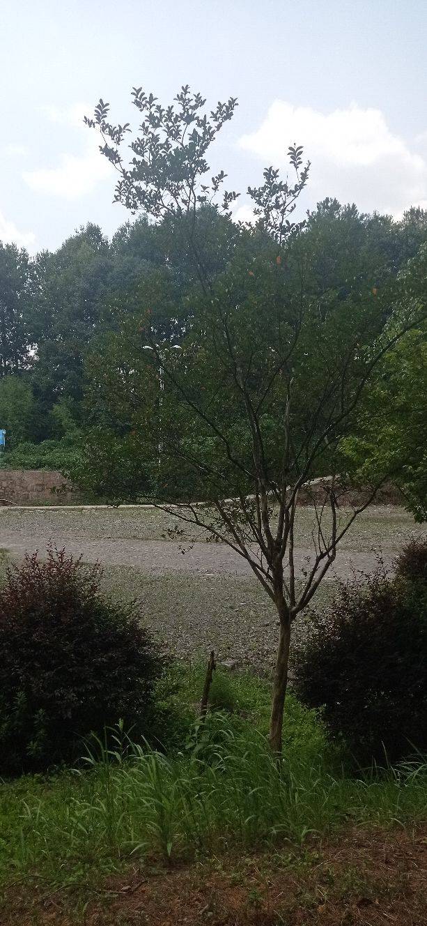 高血压朋友警惕心脏有这些症状,高血压的朋友们是怎么医好的