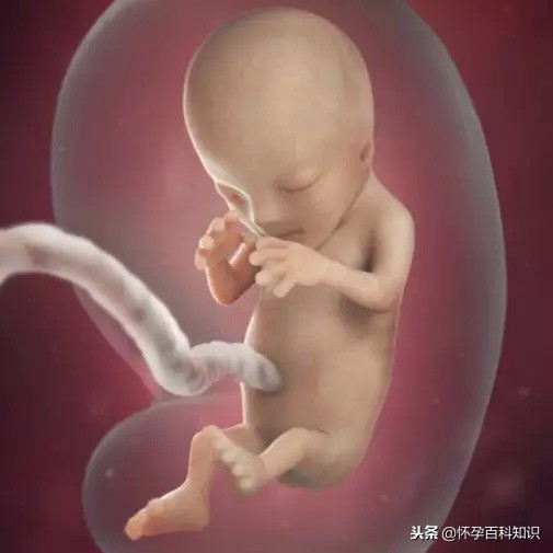 怀孕各个时期胎儿发育过程,怀孕的过程要几天