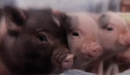 猪八戒隐藏了多少秘密,猪八戒为什么叫他二师兄