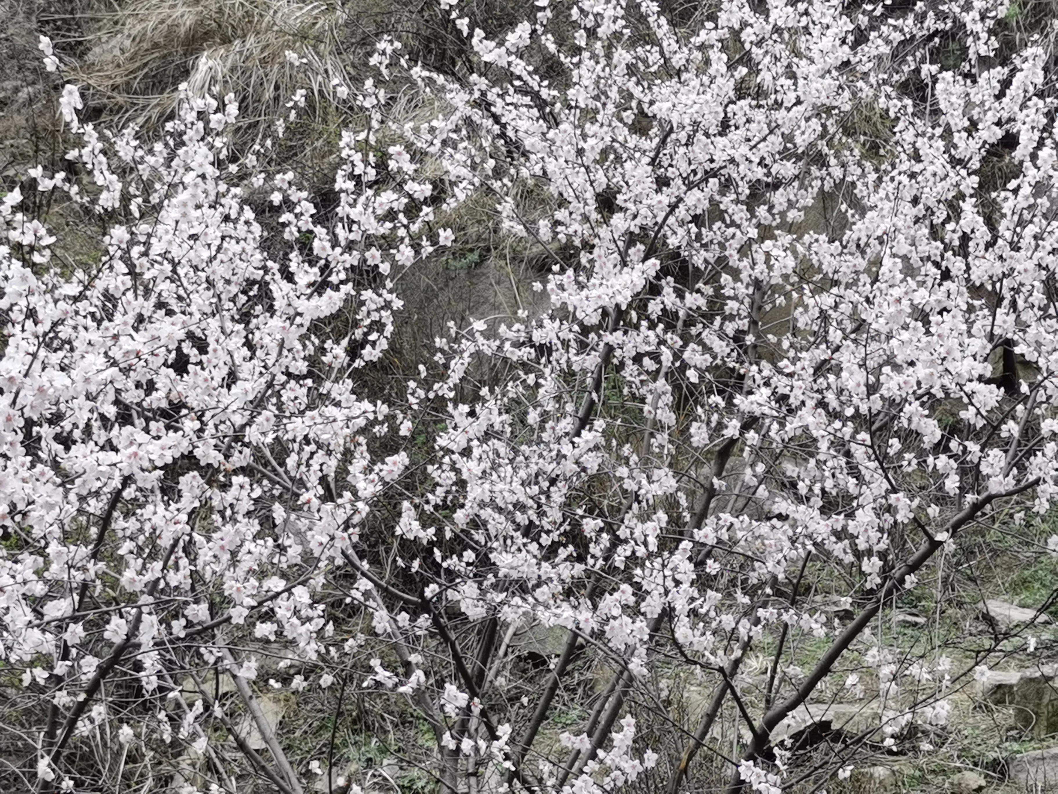 桃花依旧笑春风散文,关于桃花依旧笑春风的散文