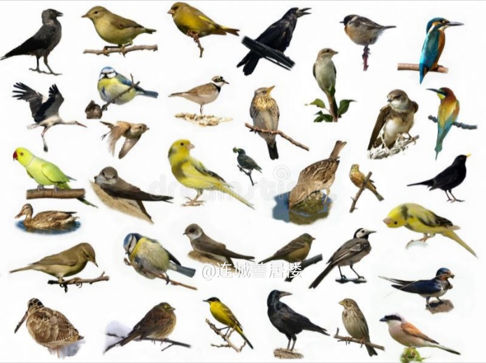 40个世界鸟类之最,世界上飞得最快的鸟类是什么