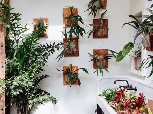 开一家植物美学小店,开一家属于自己的花店