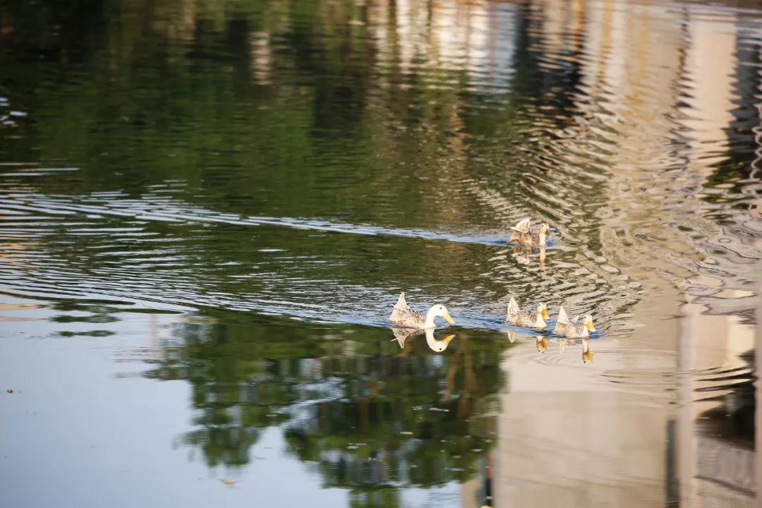 西龙溪畔的竹源榕树下