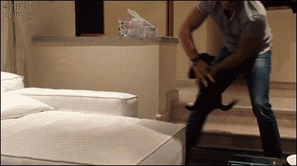 猫和老虎能杂交生育吗,猫和老虎可以生育吗