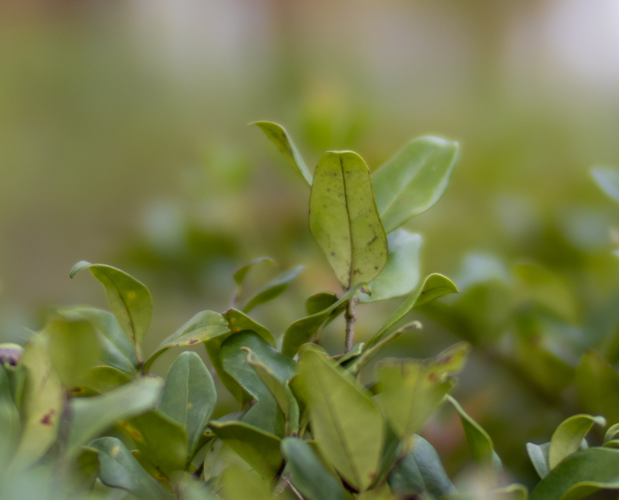 中一光学3代50mmf0.95,中一光学50mmf0.95可以自动聚焦吗