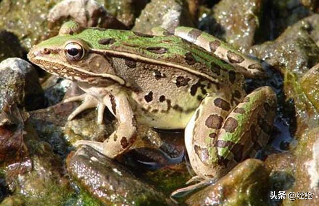 青蛙的饲养技术是什么,青蛙的养殖技术视频直播