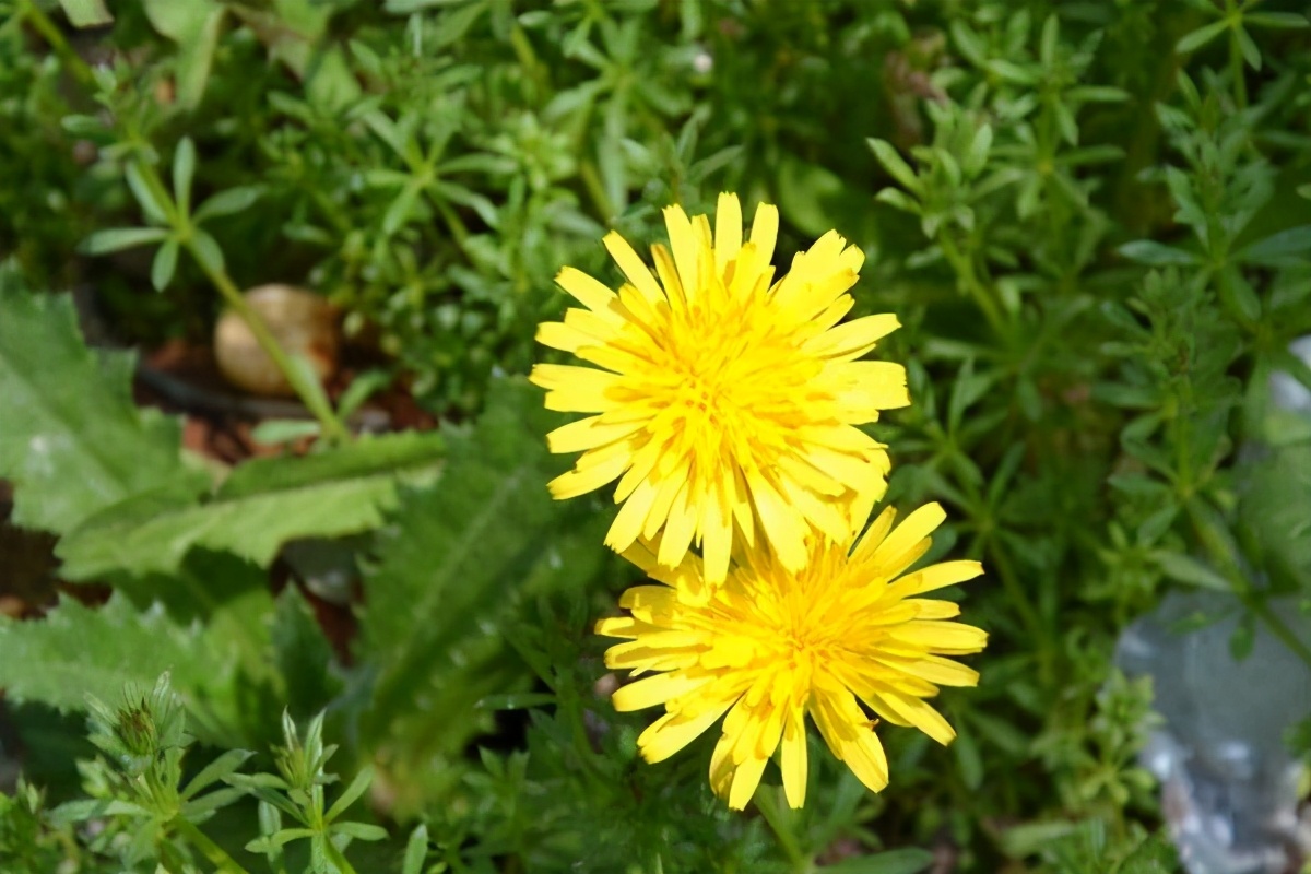 世界上最好吃的水果盆栽,世界上最好吃的花排名