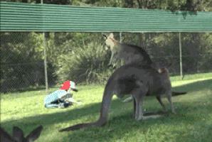 来澳洲才知道的事,来悉尼才知道的事