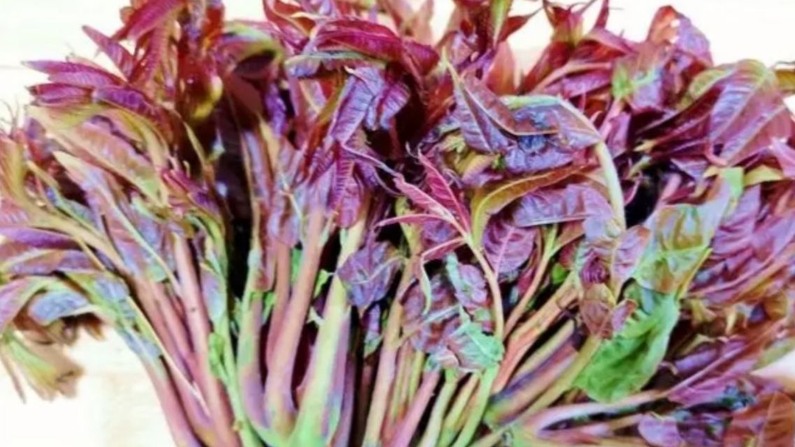 香椿唤起淡淡的乡愁,一口春天一口鲜香椿