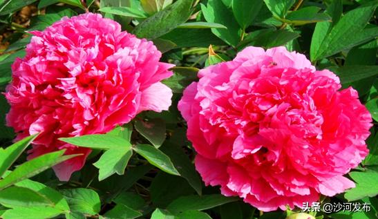 邢台看牡丹最佳地方,邢台牡丹基地在哪里