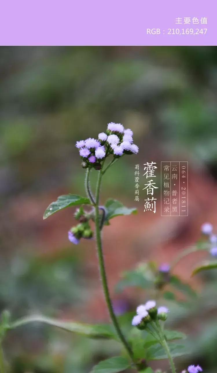 喜欢紫色的女人是不是男朋友多呀,一个喜欢紫色的女孩