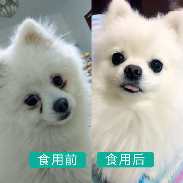 博美犬吃什么牌子狗粮好一点,博美犬吃什么狗粮最好