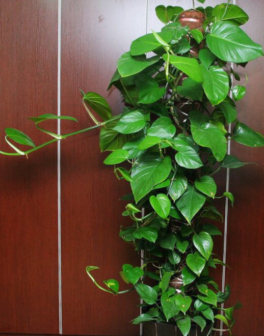 绿萝怎么养才能更旺盛叶小不绿,绿萝怎么养才能让它长得更茂盛