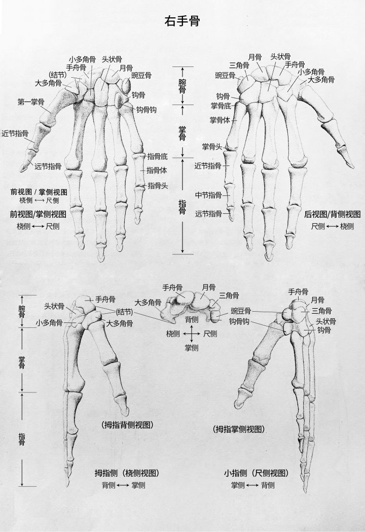 坚持学画,人体骨骼结构图素描肩胛骨