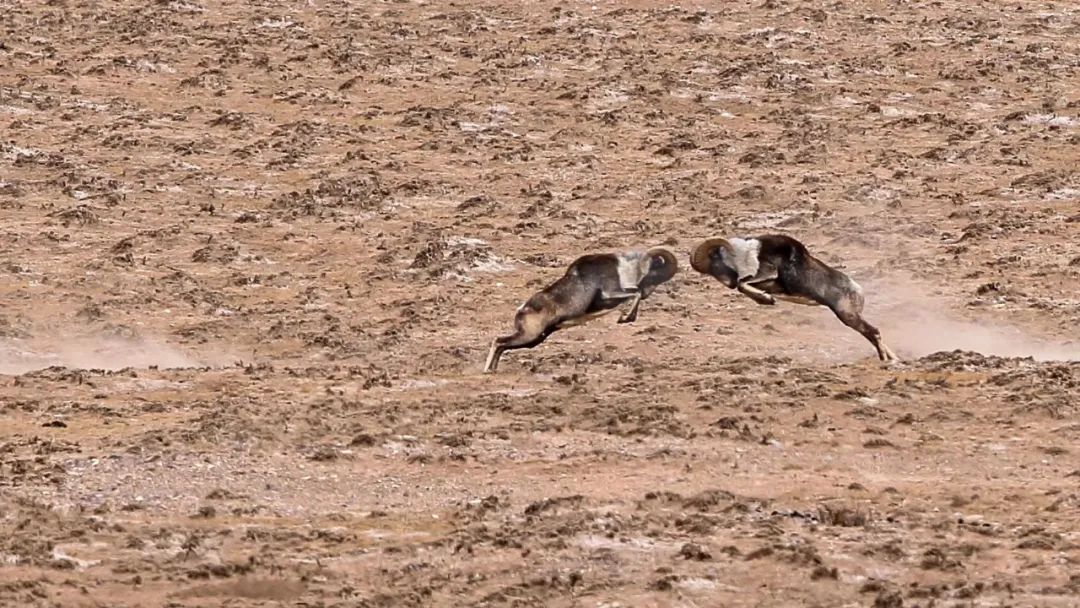 淘客代理,淘客代理加盟方案