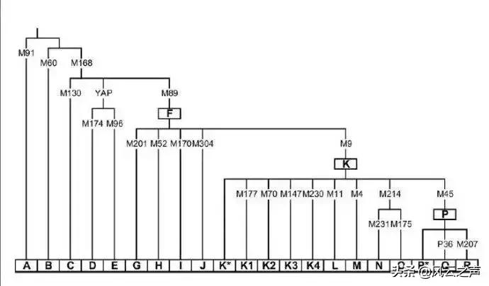 中国人从哪里来的,中国人从哪里来完整版