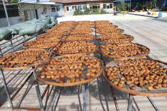 新会陈皮产业链总产值145亿元,新会陈皮年产值多少