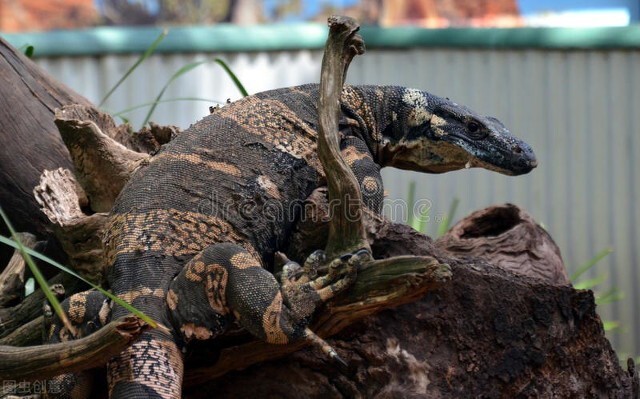 科莫多巨蜥对比平头哥,科莫多巨蜥平头哥二哥