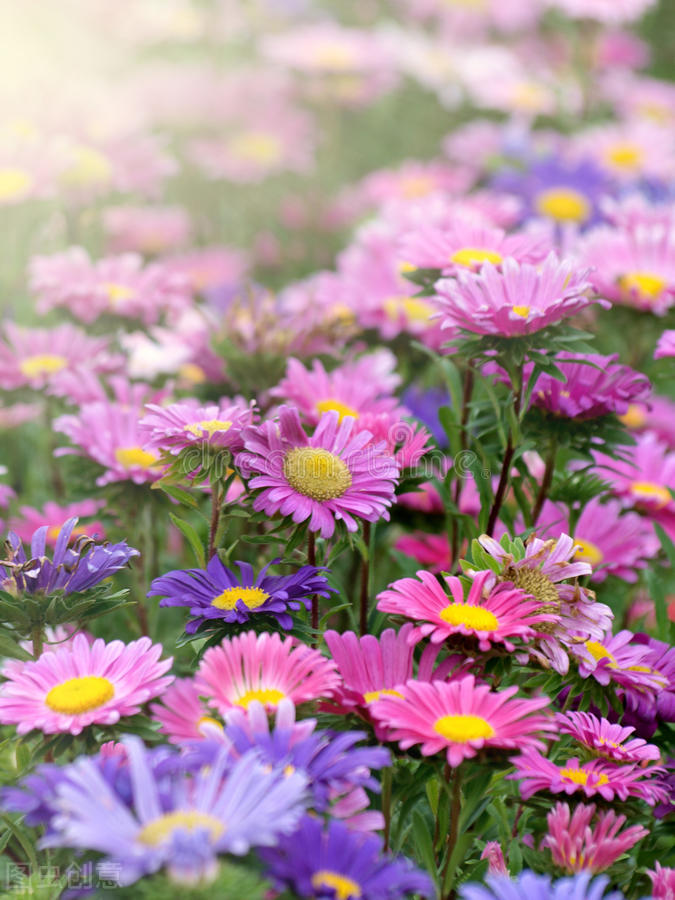 每个十一月生日对应的生日花,365天每天代表生日的花有哪些