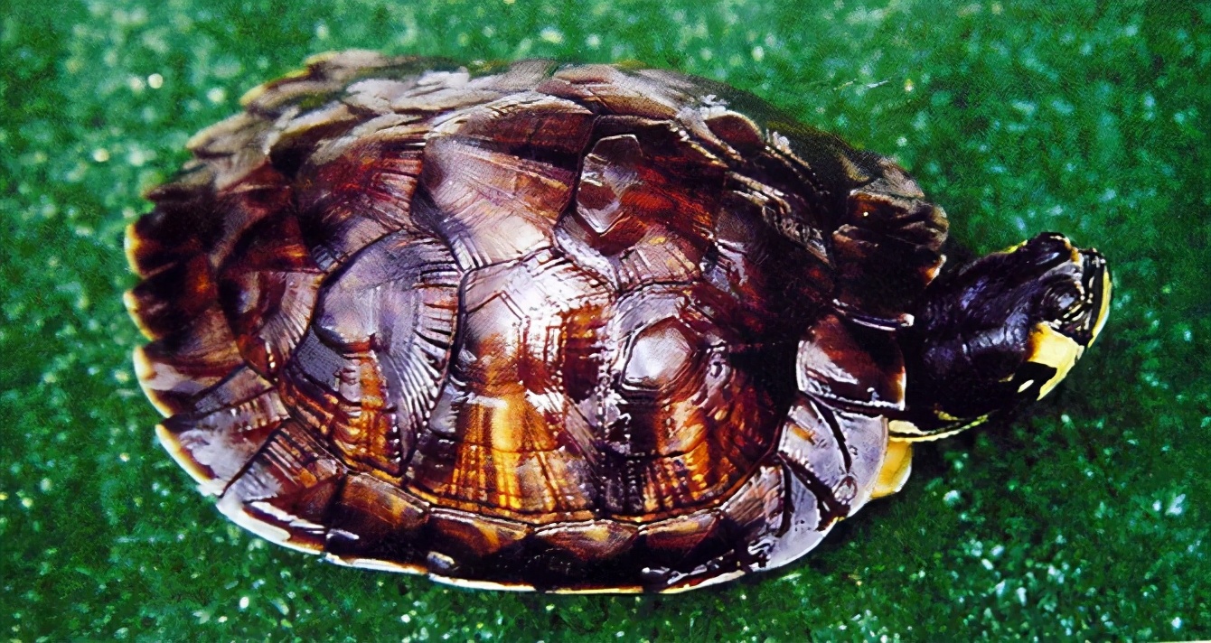 各种龟类图片大全大图,龟类展示会