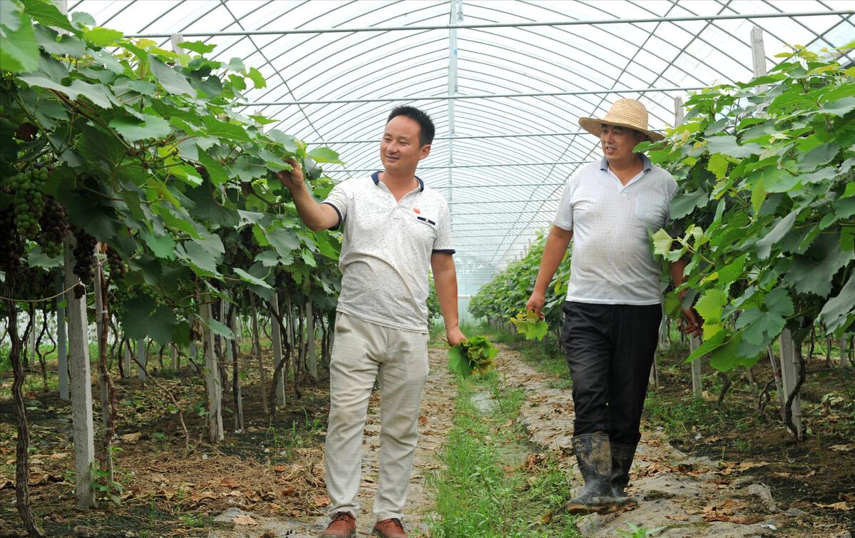 回农村创业种葡萄效益如何,农村小伙回家创业种葡萄