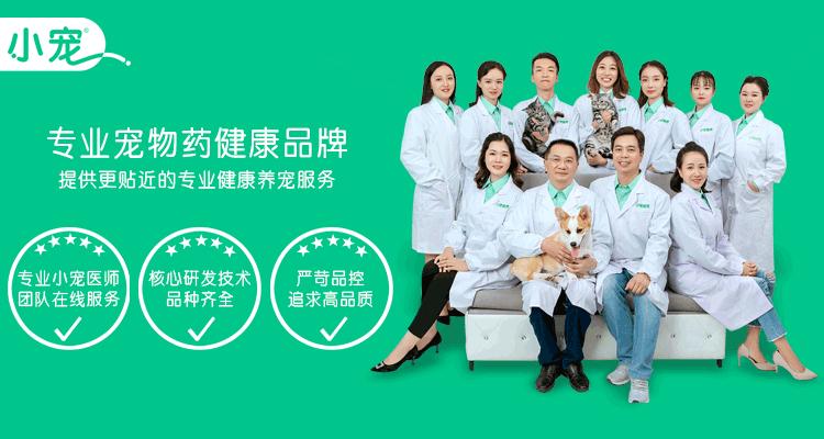 养好比熊,养比熊犬技巧