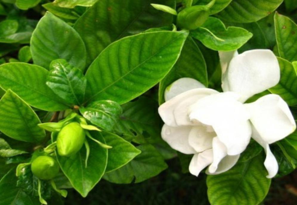 栀子花黄叶的几种原因和图片分享,栀子花各种黄叶原因及图解图片