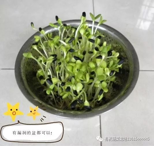 室内种芽苗菜图片,在家可以种的芽苗菜