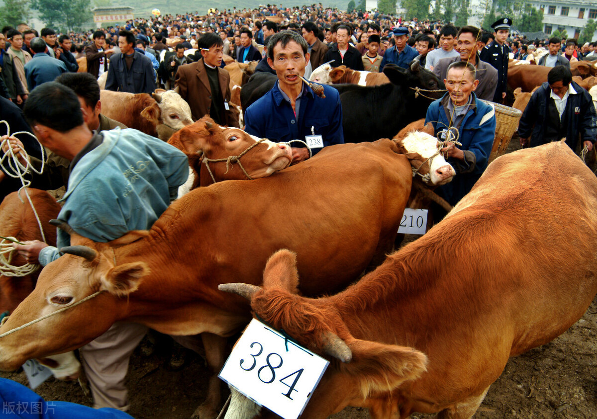 买牛被坑的全过程,买牛套路有哪些