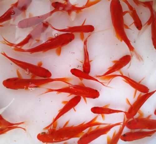 小金鱼要怎么才能养好,小金鱼怎么才能养好