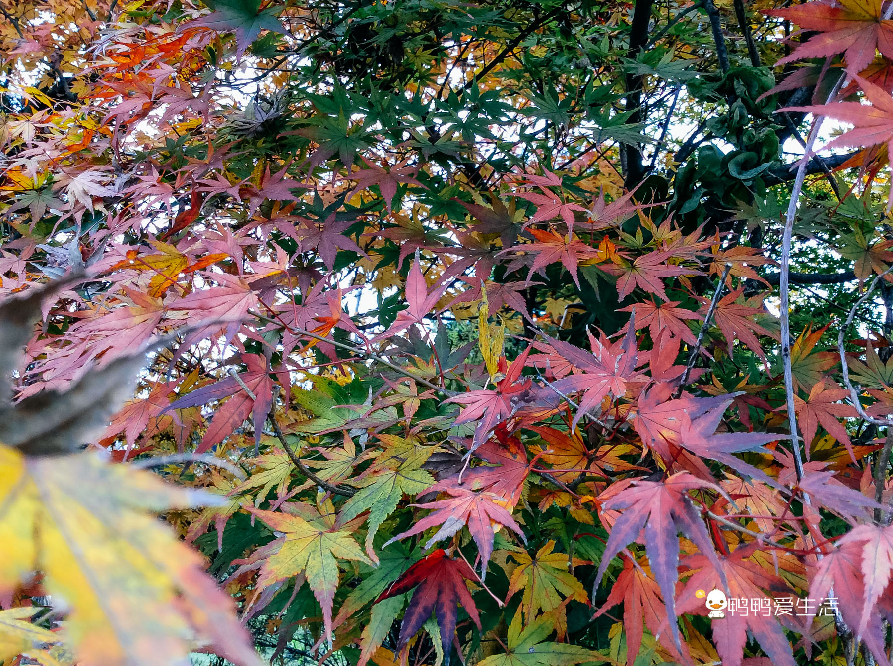 日本“小九寨”藏在富士山下,5月起繁花盛开,还能把泉水带回家