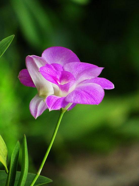 兰花成分护肤品,兰花臻致保湿精华水40ml