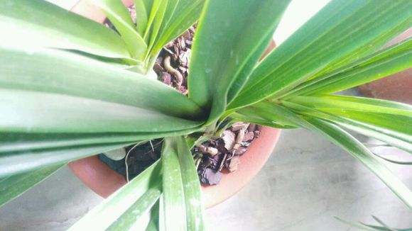 新买的大花蕙兰花如何上盆,大花蕙兰买回第二年怎么养开花