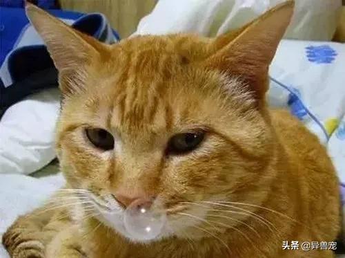 猫咪的日常护理方法,猫咪护理助眠